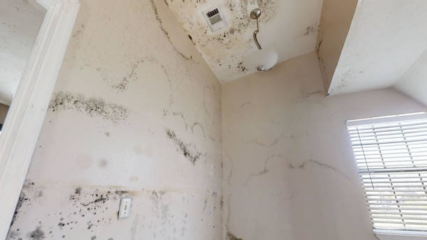 Reliable Wellsboro, PA Mold Removal Solutions