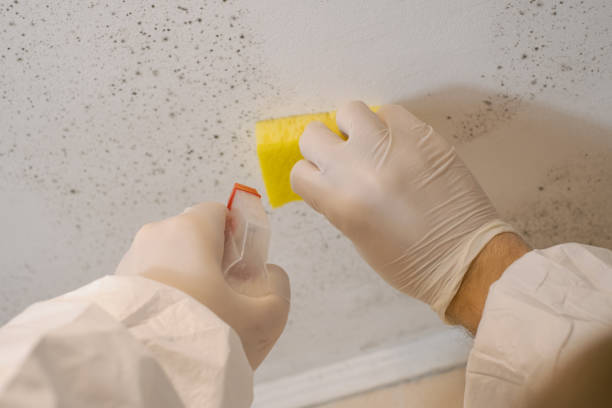 Best Water Damage & Mold Remediation  in Wellsboro, PA
