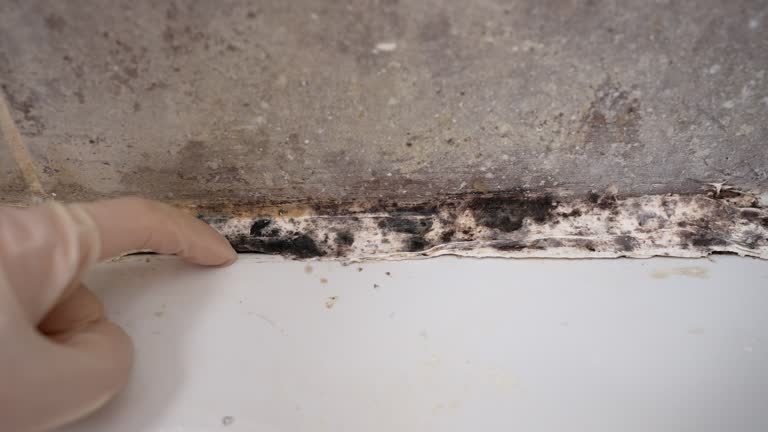 Best Mold Remediation for Healthcare Facilities  in Wellsboro, PA